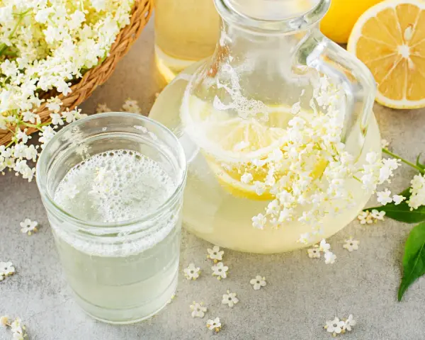 Un bicchiere e una caraffa di sciroppo di sambuco ricetta, con fiori di sambuco freschi e fette di limone.